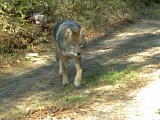 Coyote101709_1045hrs